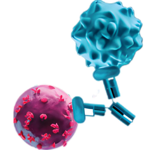 T-Cell Engager for Autoimmune Disease Summit